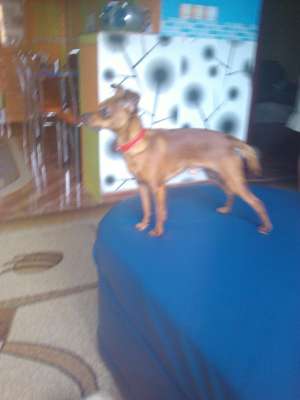 Pierdut pinscher pitic maro cu zgarda rosie la git in zona fratelia timisoara