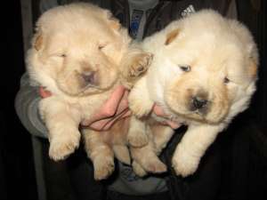 CHOW CHOW, PARINTI CAMPIONI