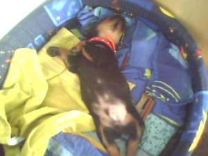 vand pui de rottweiler