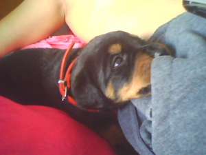 vand pui de rottweiler
