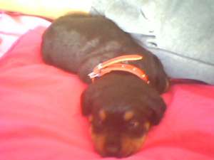 vand pui de rottweiler