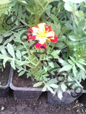 Vand flori
