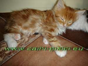 vand pisicute Maine Coon