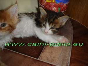 vand pisicute Maine Coon