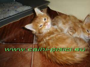 vand pisicute Maine Coon