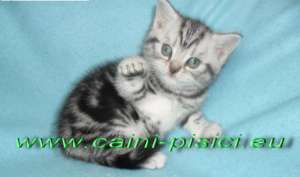 vand pisicute British Shorthair
