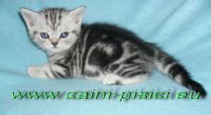 vand pisicute British Shorthair