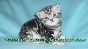 vand pisicute British Shorthair