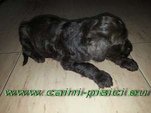 Vand catelus Caniche Toy Ciocolatiu
