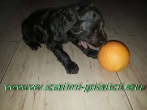 Vand catelus Caniche Toy Ciocolatiu