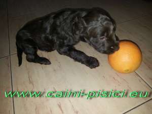 Vand catelus Caniche Toy Ciocolatiu