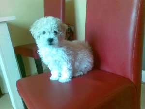 BICHON FRIZE
