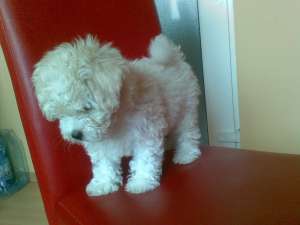 BICHON FRIZE