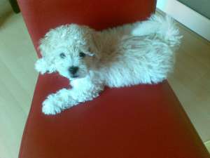 BICHON FRIZE