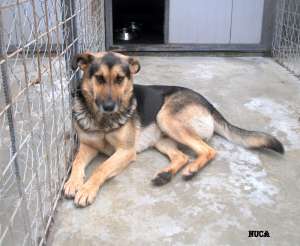 Metis de ciobanesc german (boxa 7)