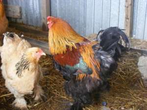 cocosi brahma