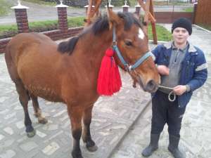 Manzii lui Vasilica