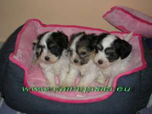 Vand Chinese Crested Powder Puff
