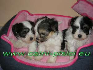 Vand Chinese Crested Powder Puff