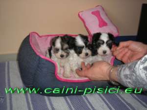 Vand Chinese Crested Powder Puff
