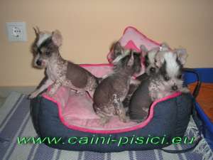 Vand Chinese Crested Dog
