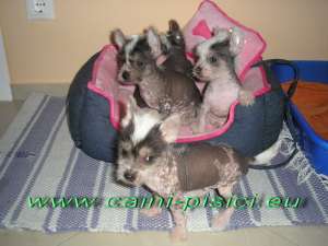 Vand Chinese Crested Dog