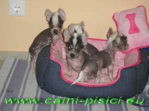 Vand Chinese Crested Dog