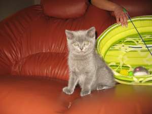 MOTANEL BRITISH SHORTHAIR BLUE
