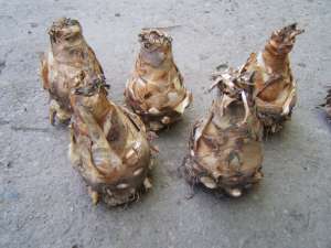Vand bulbi de Tuberoze