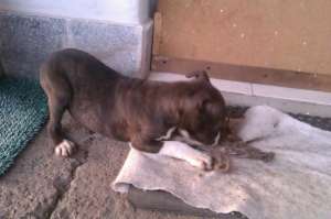 Vand AMSTAFF ORADEA