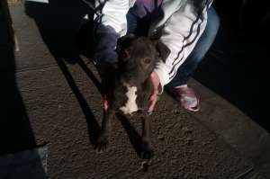 Vand AMSTAFF ORADEA