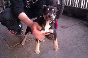 Vand AMSTAFF ORADEA