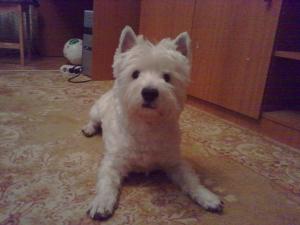 Caut femela westie pentru monta