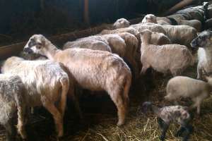 Vand URGENT 100 Oi Turcane cu miei dupa ele,  montat cu Suffolk