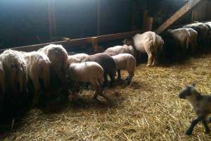 Vand URGENT 100 Oi Turcane cu miei dupa ele,  montat cu Suffolk