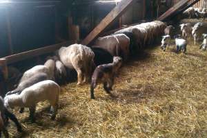 Vand URGENT 100 Oi Turcane cu miei dupa ele,  montat cu Suffolk