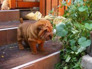 vand pui shar pei
