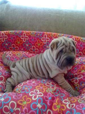 vand pui shar pei