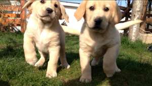 Labrador Retriever