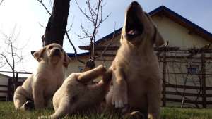 Labrador Retriever