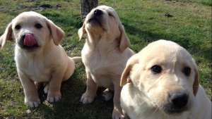 Labrador Retriever