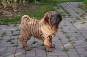 puiutzi shar pei