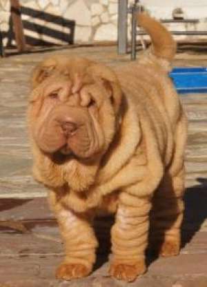 puiutzi shar pei
