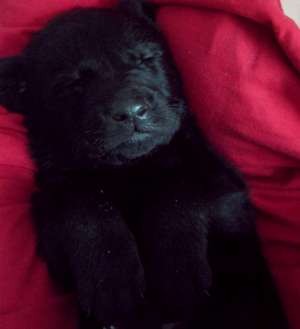 Vand pui Labrador