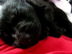 Vand pui Labrador