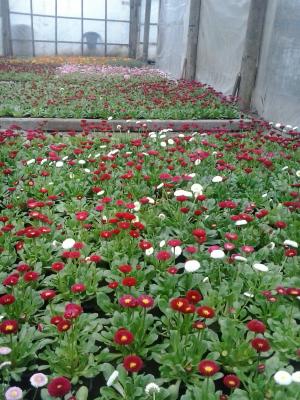 Flori de gradina calitate superioara
