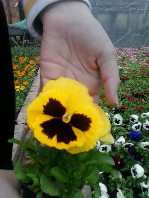 Flori de gradina calitate superioara
