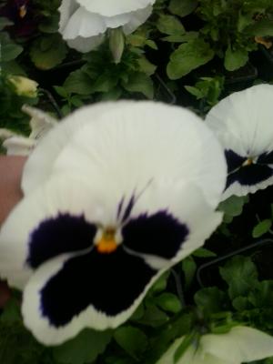 Flori de gradina calitate superioara