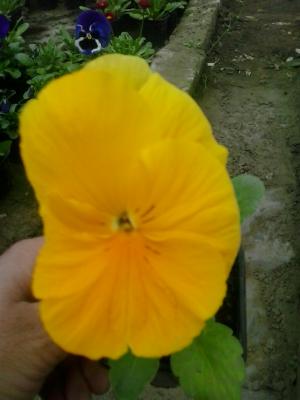 Flori de gradina calitate superioara
