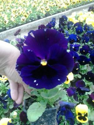 Flori de gradina calitate superioara